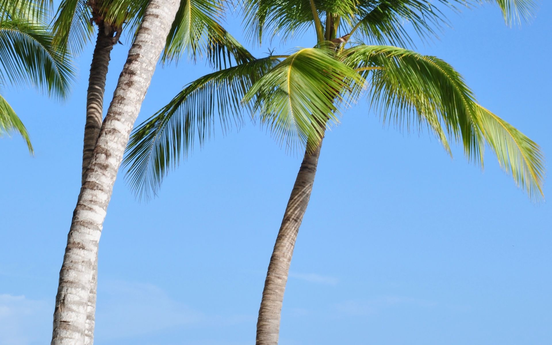 Palm-lined beach on the Dominican Republic's east coast