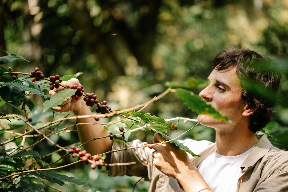 Coffee country in Colombia